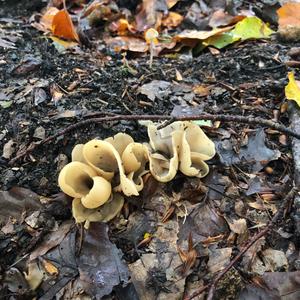 Lemon Peel Fungus