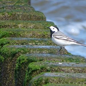 White Wagtail