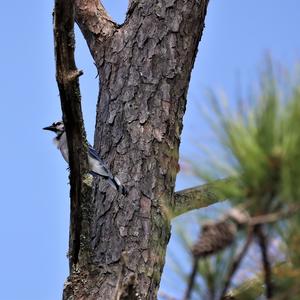 Blue Jay