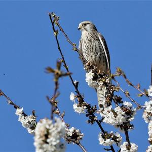 Common Kestrel