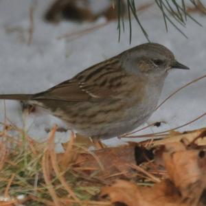 Hedge Accentor