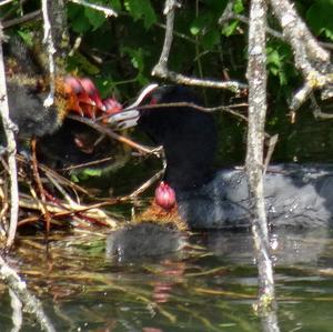 Common Coot