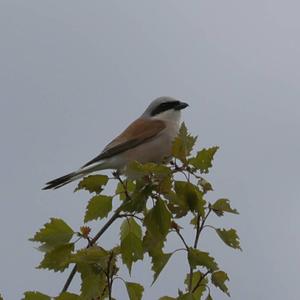 Red-backed Shrike