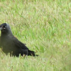 Eurasian Jackdaw