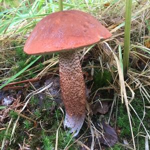 Red-capped Scaber Stalk