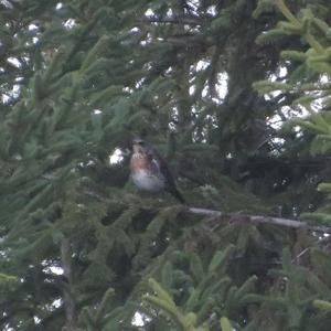 Fieldfare