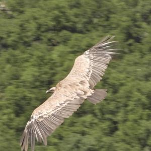 Griffon Vulture