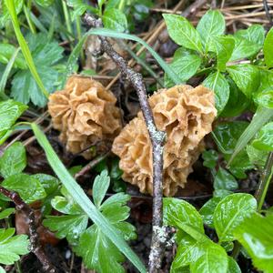 Yellow Morel