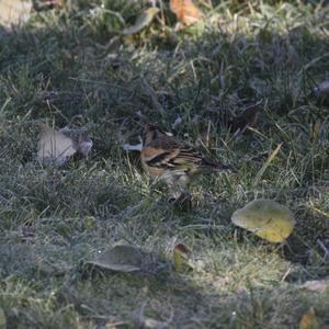 Brambling