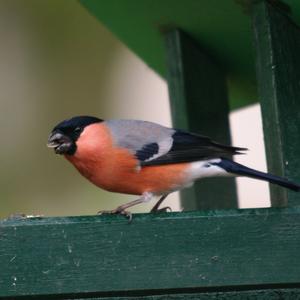 Eurasian Bullfinch