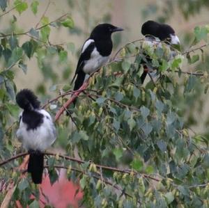 Black-billed Magpie