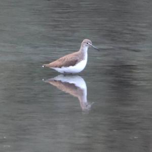 Green Sandpiper