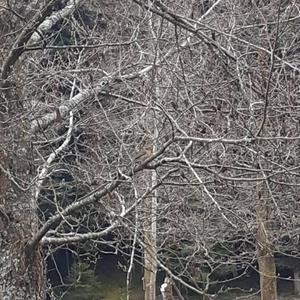 European Robin