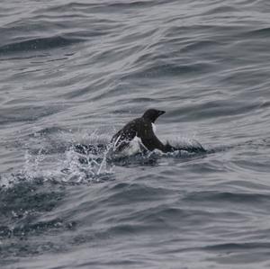 Little Auk