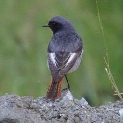 Black Redstart