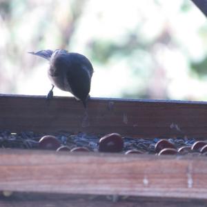 Willow Tit