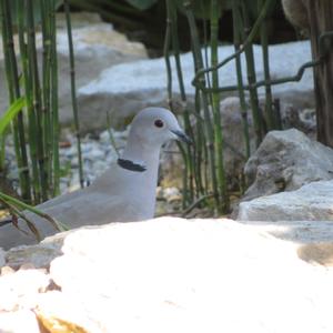 Eurasian Collared-dove