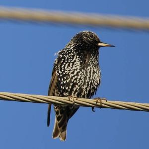 Common Starling