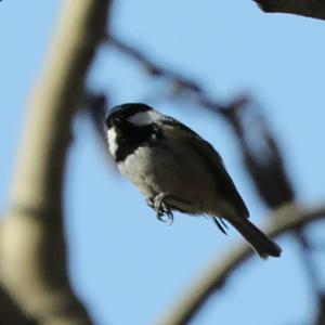 Coal Tit