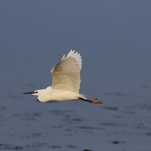 Little Egret