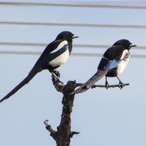 Black-billed Magpie