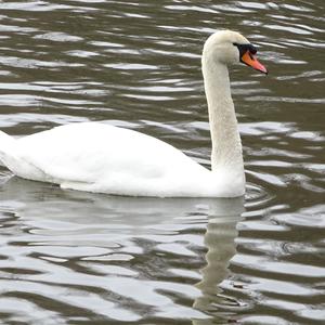 Mute Swan