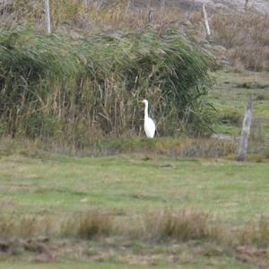 Great Egret