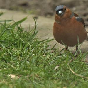 Eurasian Bullfinch