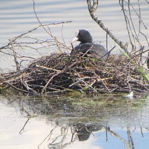 Common Coot