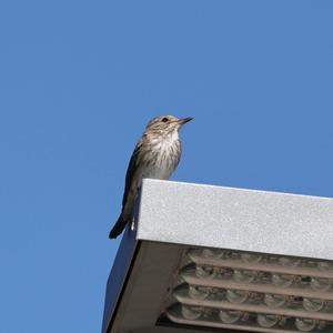 Spotted Flycatcher