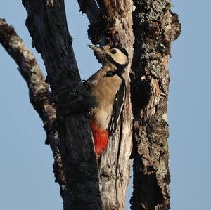 Great Spotted Woodpecker