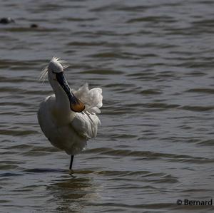 Eurasian Spoonbill