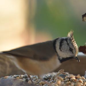 Crested Tit