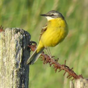 Yellow Wagtail