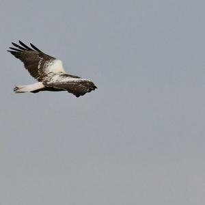 Common Buzzard