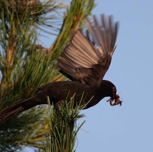 Eurasian Blackbird