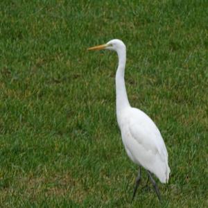 Great Egret