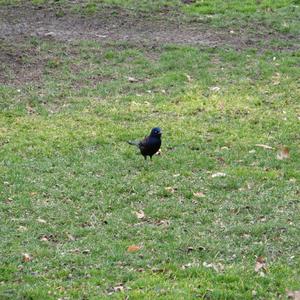 Common Grackle