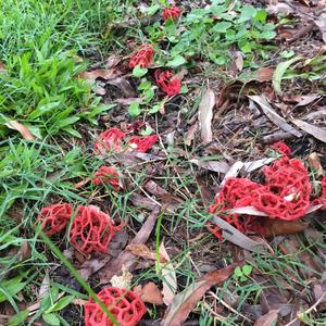 Red Cage Fungus