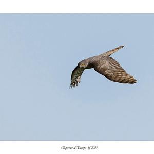 Eurasian Sparrowhawk