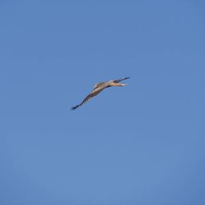 Red Kite