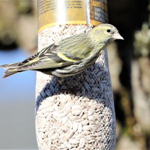 Eurasian Siskin