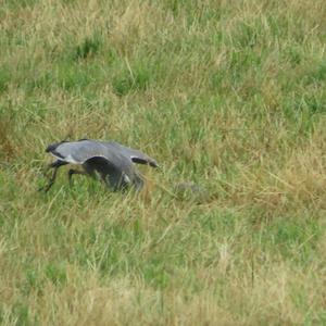 Grey Heron