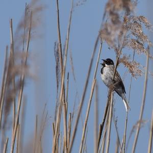 Reed Bunting