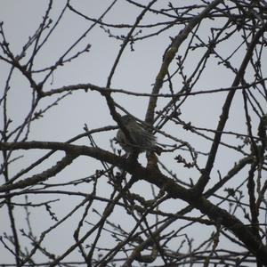 Eurasian Siskin