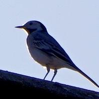 White Wagtail