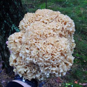 Eastern Cauliflower Mushroom