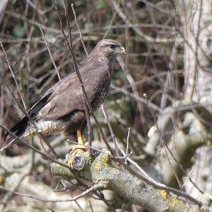 Mäusebussard