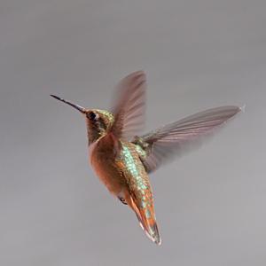 Rufous Hummingbird