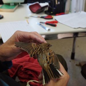 Reed Bunting